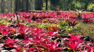 Tour our Favorite Bromeliad Nursery and hear about their BIG news!