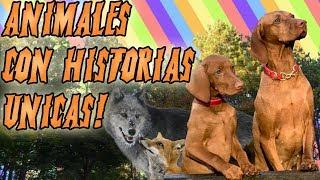 10 ANIMALES CON HISTORIAS INCREÍBLES