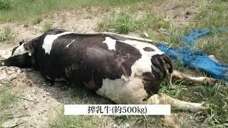 COW CARCASS PROCESSING USING ERS