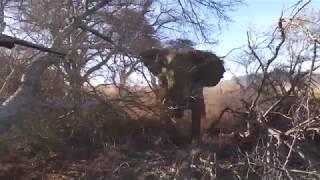 Elephant Charge... Best Ever Charge on Camera