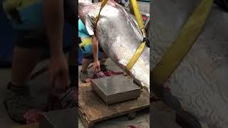 Bluefin Tuna Weighed In @ 398 lbs Dressed (102 inches & 620 lbs before being dressed out)