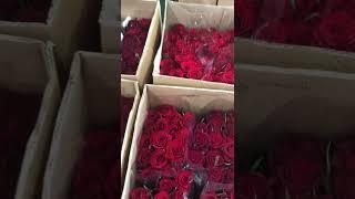 Красные розы  #розы#romantic#roses