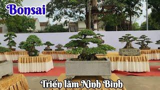 Mãn nhãn giàn Bonsai cực Vip trưng bày tại triển lãm Ninh bình