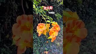 #능소화 #이애란 #아름다운 #꽃