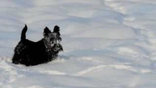 Scottish terrier having fun in the snow - part 1