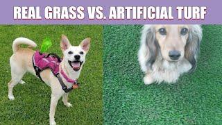 Real Grass vs  Artificial Turf