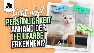 Persönlichkeiten von Katzen anhand der Fellfarbe erkennen #katzenliebe #katzenaufyoutube #katze