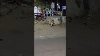 leopard on nainital road #camping #nightcamping #leopard #leopardattack