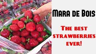 The Most Delicious Strawberries (Mara des Bois) - Weird Fruit Explorer Ep. 263