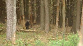 Australian Bigfoot Yowie caught on camera in Alpine National Park Victoria