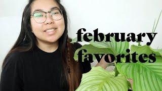 February Plant Favorites | Bee's House of Plants