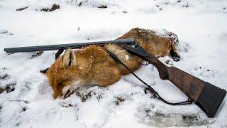 Загонная охота на Лису (Corral Fox Hunt)