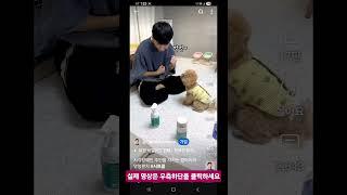 시각장애인 주인을 지키는 강아지의 멍멍펀치#원샷한솔
