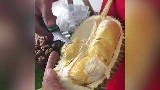 Sầu riêng Malaysia hor lor/sầu riêng Malaysia/Loại Sau riêng ăn ngon .