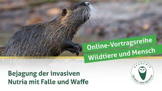 DJV-Online-Vortragsreihe „Wildtiere und Mensch“ | Nutriabejagung