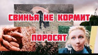 Свинья - Мачеха. Опорос за опоросом. Свинья не кормит поросят. Что делать?