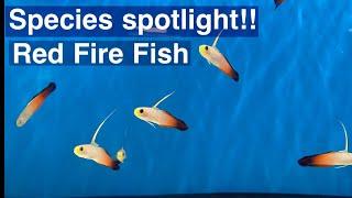 Species spotlight! Red fire fish  