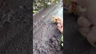 HOW TO CATCHING SNAKEHEAD FISH?massive snakehead - SNAKEHEAD FISH #shorts  #fish #channa #viralvideo