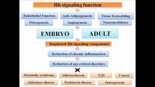 BIOESSAYS (Wiley-Blackwell): Hedgehog signaling as an antagonist of ageing...