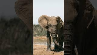 The Majestic African Elephant # Conservation #WildlifeProtection #ElephantFacts #SaveTheElephants