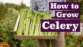 How to Grow Celery, with the results in August from a first sowing in March