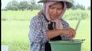 DW vaccine application