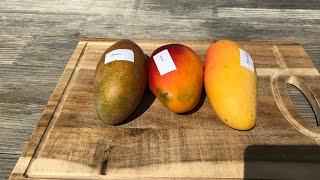 Osteen, Irwin, and Maha Chanok mango [Mangifera indica]