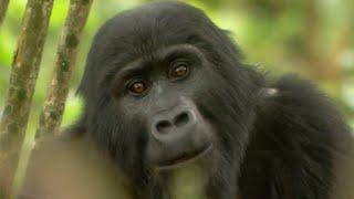 Gorilla Mating | Mountain Gorilla | BBC Earth