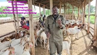 How to secure land to start goat farming easily (How do u get land  ) and best land for the project