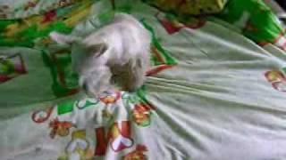 A funny Scottish Terrier that hides a bone.wmv