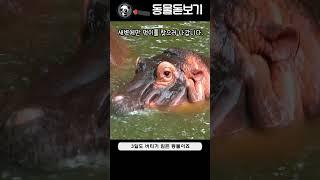 하마가 배설하는 똥의 중요성
