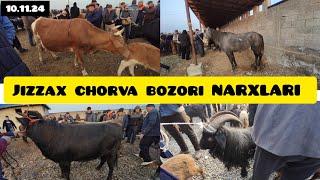 JIZZAX OSIYO MOL QO'Y BOZORI NARXLARI ЖИЗЗАХ ОСИО ЧОРВА МОЛ БОЗОРИ НАРХЛАРИ #жиззах #rek #ozod