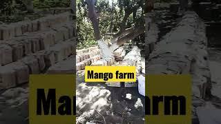 mango farm favorite video of the world #dailyvlogging #beautyvlogging #vlog #foodvlogging