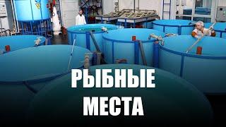 В Калининградской области готовят проекты по зарыблению крупных водоёмов