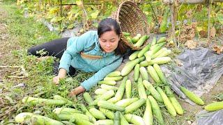 The pregnant girl was looking for a new place to live - harvesting cucumbers and unfortunately fell