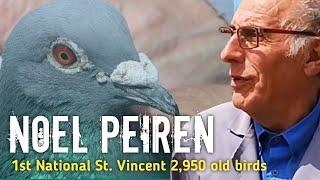 Pigeons of IRON and STEEL, Hardened by nature - 1st National St. Vincent OB 2019 - NOEL PEIREN