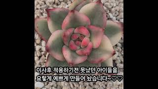 #금화다육 #라이브방송 #다육식물 #수입다육