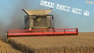 Dreschfieber `24: Claas Lexion 7500 Terra Trac bei der Weizenernte - Lohnunternehmen Pommer