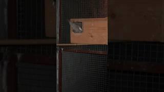 Kivi Cockatiel Nest Me Soti Hai | Daily Pet Vlogs #birds #cockatiel