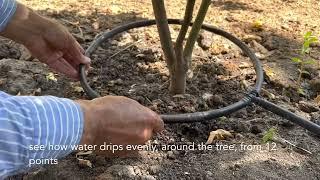 Best way for watering trees / Самый эффективный способ полива деревьев