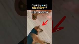 스님을 당황시킨 댕댕이의 능력ㅋㅋ #정말부럽개