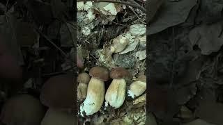 На одному місці… Чернівці, липень 2024 #funghi #mushroom