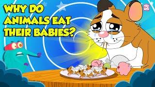 Strangest Animal Fact | Why Do Animals Eat Their Babies? | Filial Cannibalism | Dr. Binocs Show