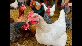 Top Five Chicken Breeds For Egg Production | Best Egg Layers With Great Attitude!