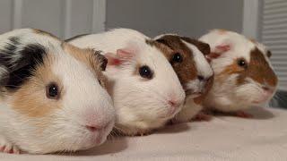 These Are My Guinea Pigs