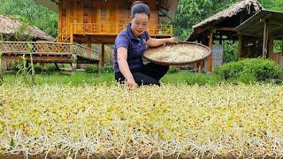 How to grow green Bean Sprouts simply, Effectively - Harvest after 7 days of selling at the market.