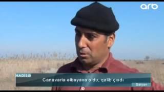 Canavarla əlbəyaxa oldu, qalib çıxdı - ARB TV