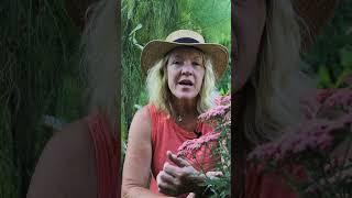 Grow Yarrow - Medicinal Herb For Homesteading