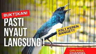 SUARA BURUNG kacer gacor NGEPLONG TARUNG konslet ini paling AMPUH buat PANCINGAN KACER agar EMOSI