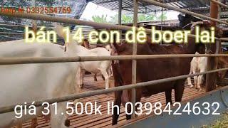 bán bầy dê giống boer lai lớn nhỏ 14 con giá 31.500k lh 0398424632